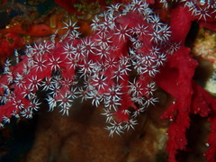 Chironephthya