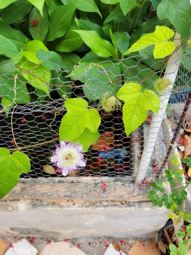 Image of Passiflora ciliata by (c) Arath Montalvo, some rights reserved (CC BY)