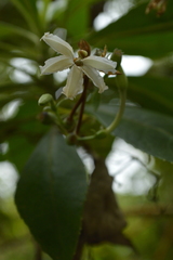 Scaevola chamissoniana
