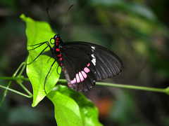 Parides iphidamas
