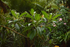 Scaevola chamissoniana
