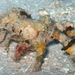 Reef Decorator Crab - Photo (c) uwkwaj, some rights reserved (CC BY-NC), uploaded by uwkwaj