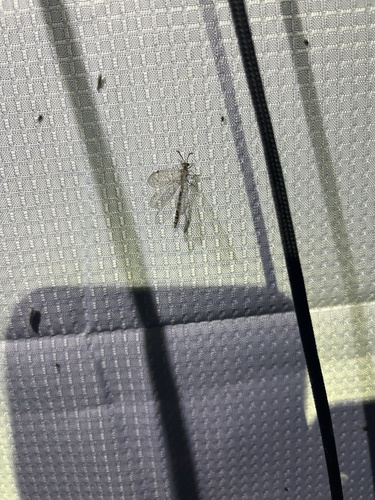 iNaturalist observation photo of Sacken's Antlion