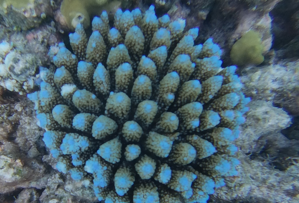 Acropora gemmifera