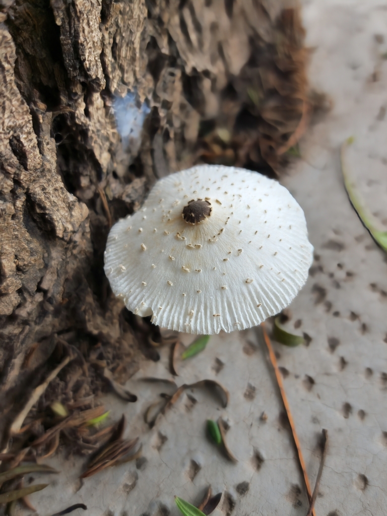 Leucocoprinus brebissonii · April 2023 · photo: © soolquipildor (iNaturalist, cc-by)