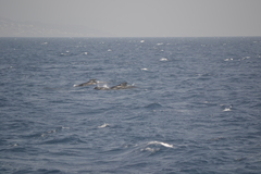Globicephala