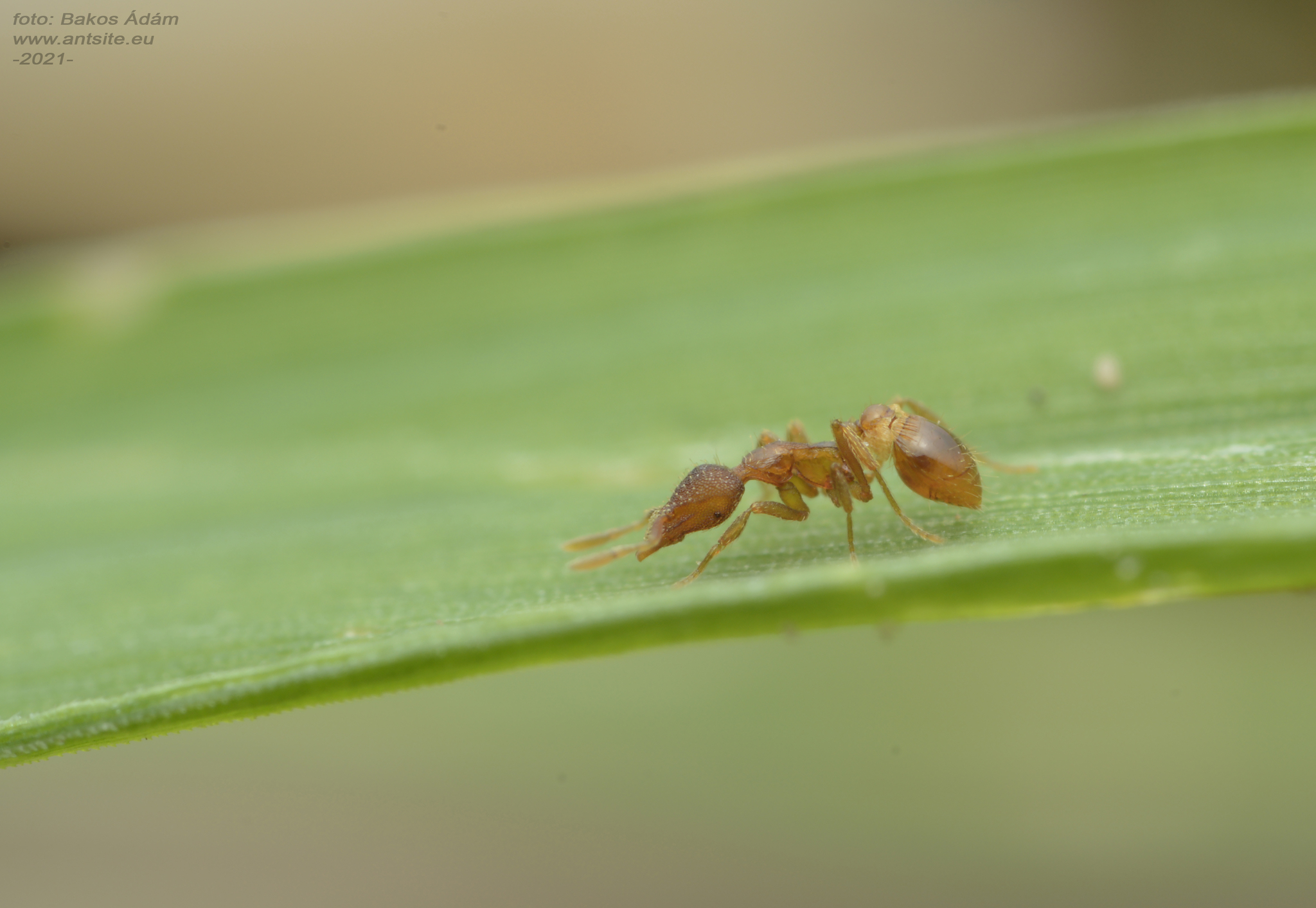 Strumigenys baudueri
