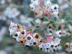 Erica perlata