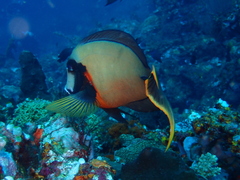 Acanthurus pyroferus