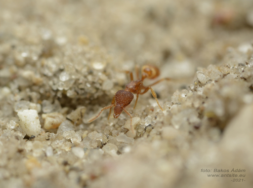 Strumigenys baudueriStrumigenys baudueri