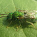 Augochloropsis humeralis - Photo (c) Mathew L. Brust, some rights reserved (CC BY-NC), uploaded by Mathew L. Brust