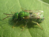 Augochloropsis humeralis - Photo (c) Mathew L. Brust, some rights reserved (CC BY-NC), uploaded by Mathew L. Brust