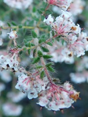 Erica perlata