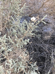 Asphondylia floccosa