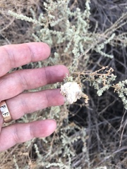 Asphondylia floccosa