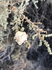 Asphondylia floccosa