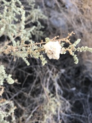 Asphondylia floccosa