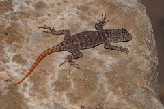 Gadow's Spiny Lizard photo 4
