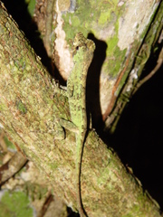 Anolis capito