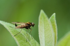 Chrysopilus fasciatus