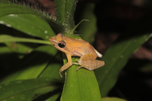 Blommersia blommersae