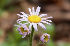 Erigeron pulchellus