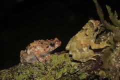 Cophyla barbouri