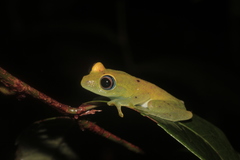 Boophis viridis