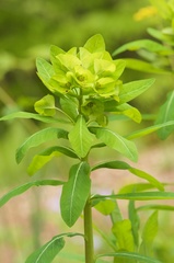 Euphorbia purpurea