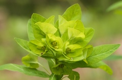 Euphorbia purpurea