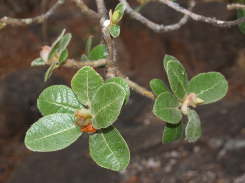 Mountain rock fig