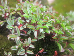 Oxalis stokoei