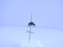 Anthaxia hungarica