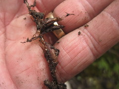 Oxalis stokoei