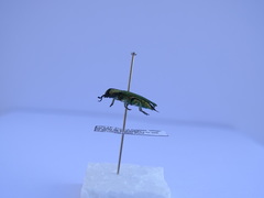 Anthaxia hungarica