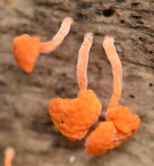 Favolaschia calocera