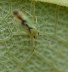 Orthotylus