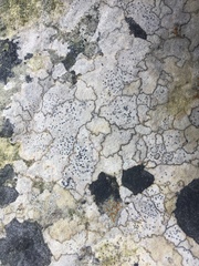 Thelidium pyrenophorum