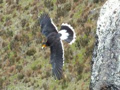 Daptrius carunculatus