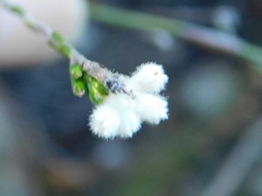Lachnaea greytonensis