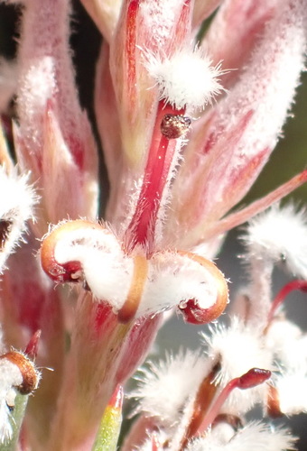 Fine Spoon (Spatalla barbigera)