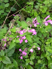 Scutellaria seleriana