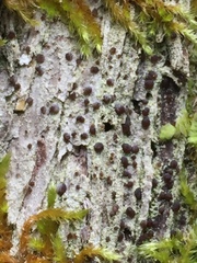 Bacidia diffracta