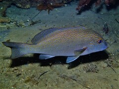 Lemonfish photo 4
