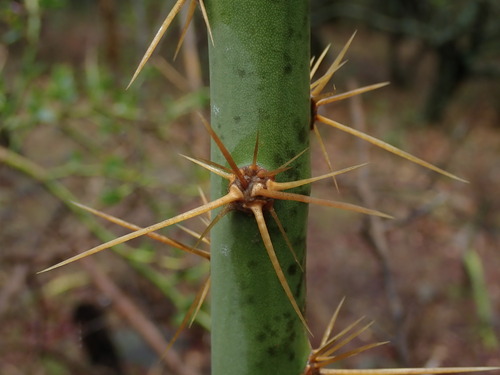 Image of Pereskia Diaz (Pereskia diaz) by (c) Nolan Exe, some rights reserved (CC BY)