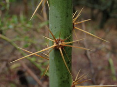 Pereskia diaz-romeroana, photograph (c) Nolan Exe, some rights reserved (CC BY)