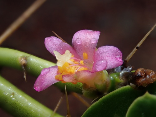Pereskia diaz-romeroana (Pereskia diaz-romeroana)
