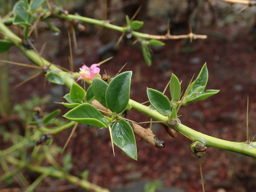 Pereskia diaz-romeroana, photograph 3