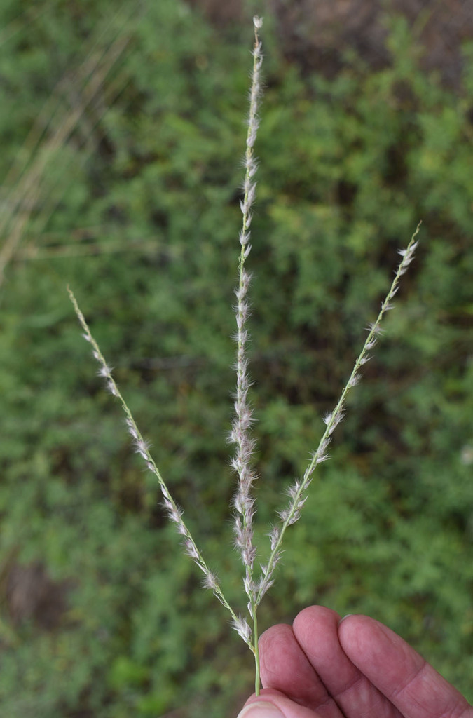 Digitaria leucostachya