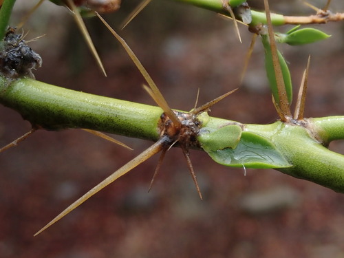 Image of Pereskia Diaz (Pereskia diaz) by (c) Nolan Exe, some rights reserved (CC BY)